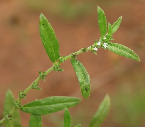Key West heliotrope (Euploca fruticosa)