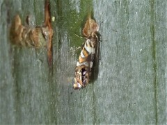 Protosynaema hymenopis