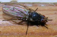 Heteromyza