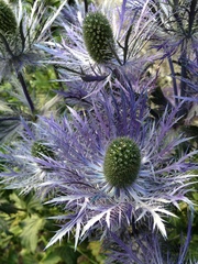 Eryngium alpinum