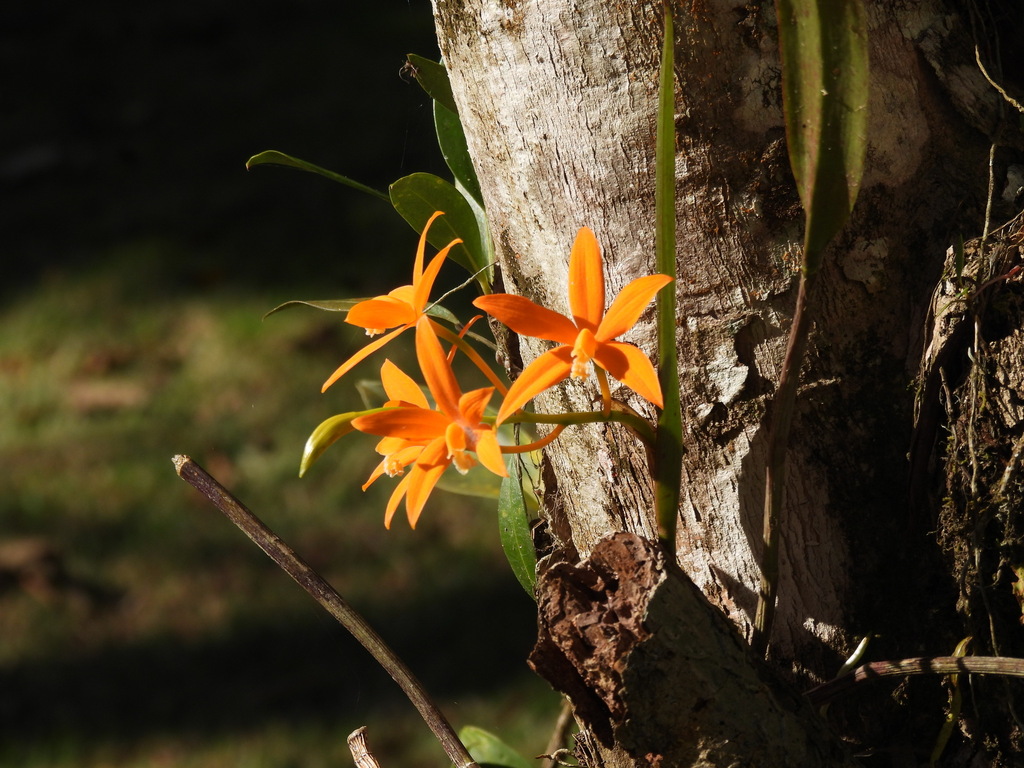Cattleya harpophylla