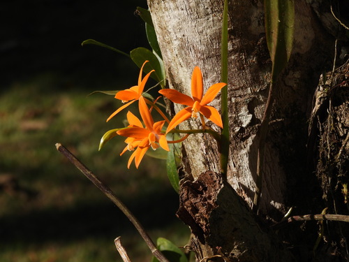 Cattleya harpophylla, photograph 4