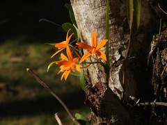 Cattleya harpophylla, photograph (c) sheylarossi, some rights reserved (CC BY-SA)