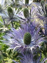 Eryngium alpinum