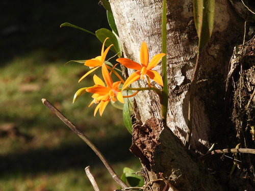 Cattleya harpophylla, photograph 5