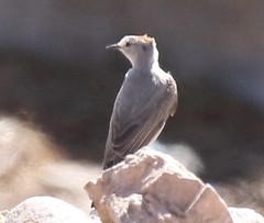 Muscisaxicola rufivertex