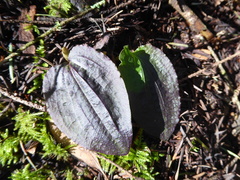 Calypso bulbosa