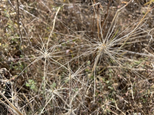 Big Squirreltail (Elymus multisetus)