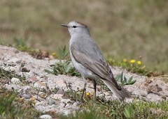 Muscisaxicola rufivertex