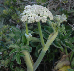 Angelica hendersonii