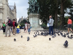 Columba livia domestica