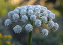 Angelica hendersonii