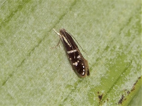 Astrogenes