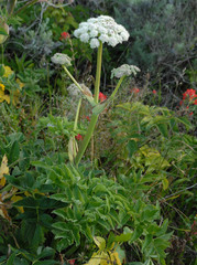 Angelica hendersonii