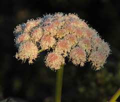 Angelica hendersonii