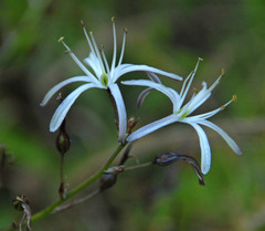 Chlorogalum pomeridianum divaricatum