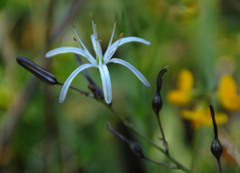 Chlorogalum pomeridianum divaricatum