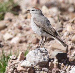 Muscisaxicola rufivertex