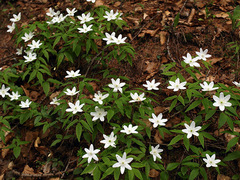 Anemonoides trifolia