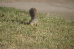 Sciurus niger