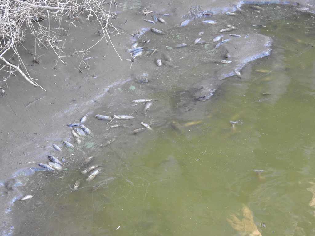 Druze minnow (Pseudophoxinus drusensis) — Cyprinidae