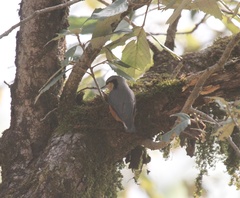 Sitta himalayensis