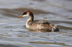 Rollandia microptera