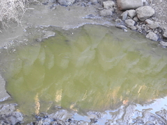 Pseudophoxinus drusensis