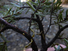 Arceuthobium tsugense