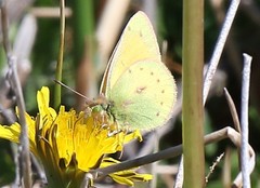 Colias euxanthe