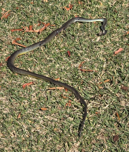 Common Tree Snake sighting