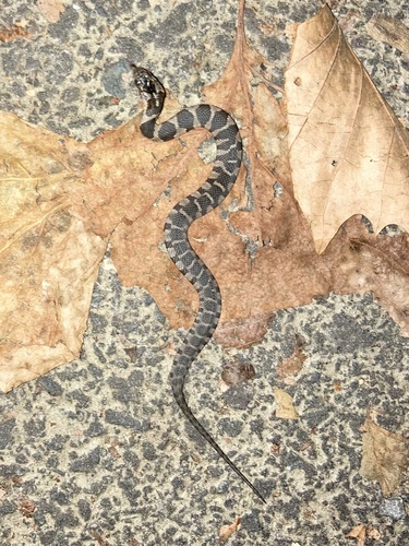 Northern Water Snake