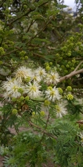 Mimosa quitensis