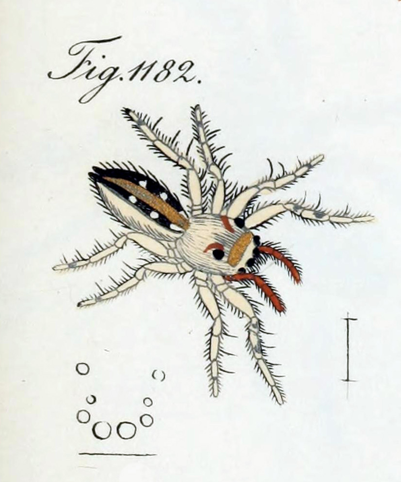 Plexippus taeniatus