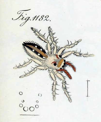 Plexippus taeniatus