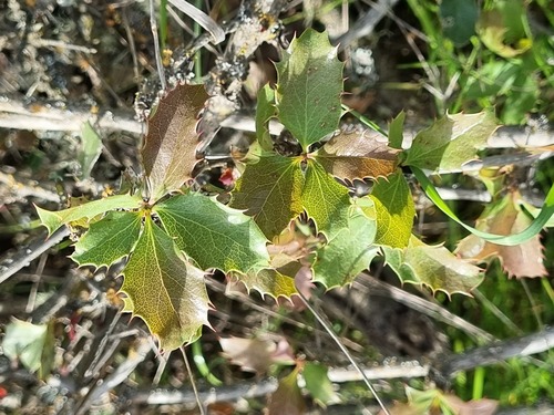 Berberis chilensis (Berberis chilensis)
