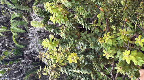 Leptecophylla tameiameiae observed 2025-09-12