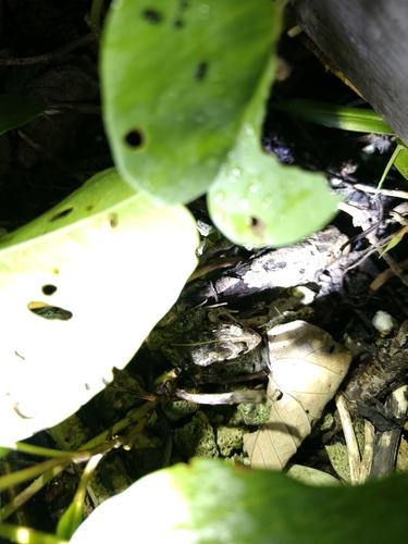 Fejervarya cancrivora