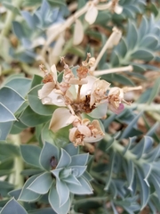 Euphorbia myrsinites