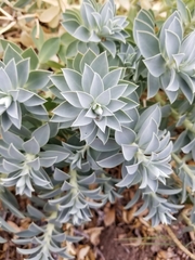 Euphorbia myrsinites