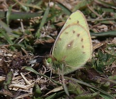Colias euxanthe