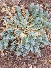 Euphorbia myrsinites