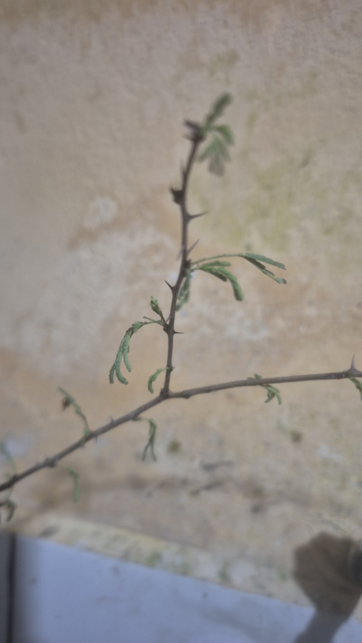 Mimosa tenuiflora