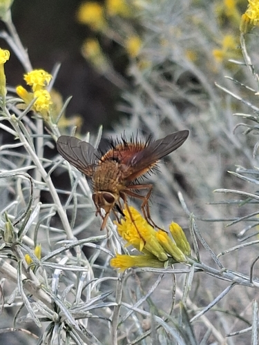 Unknown species found near Helena, Montana 59602, Verenigde Staten