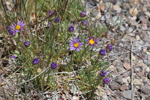 volcanic daisy (Erigeron elegantulus)