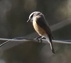 Ochthoeca oenanthoides