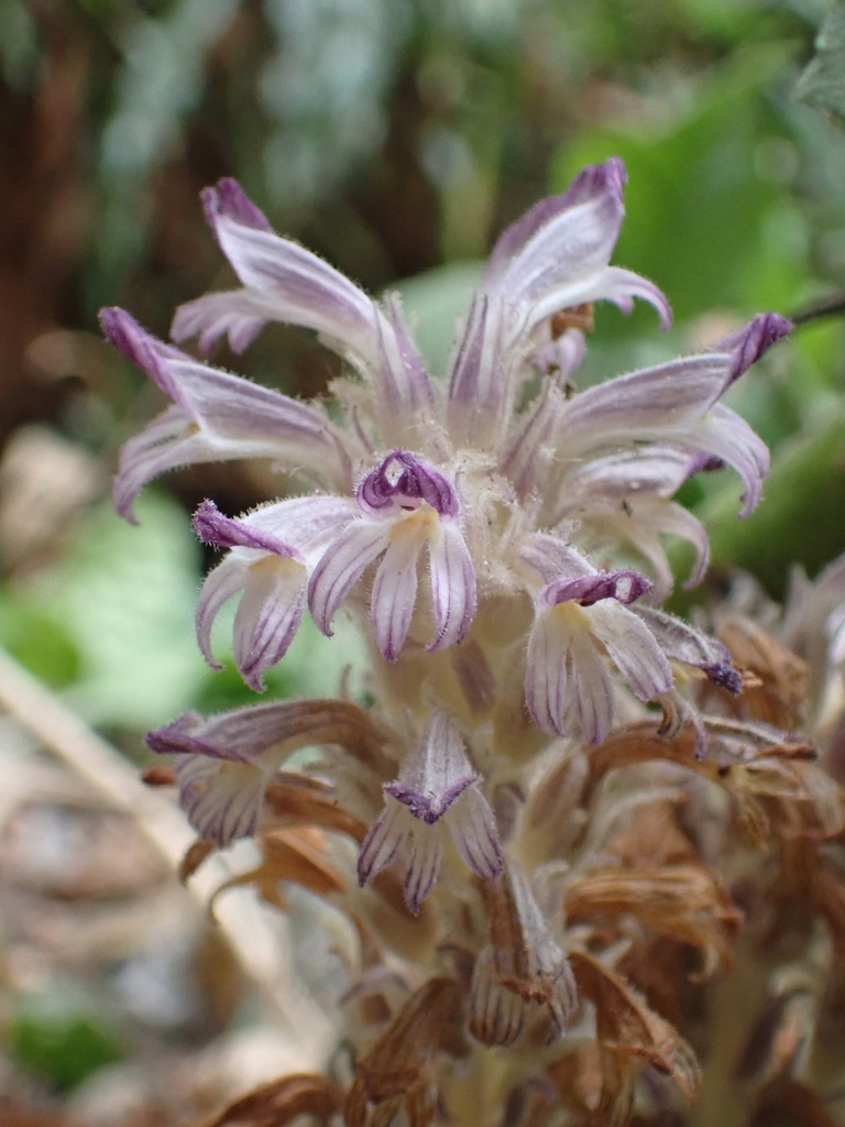 bottomland broomrape