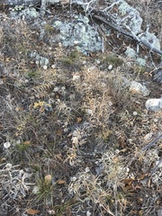 Liatris compacta