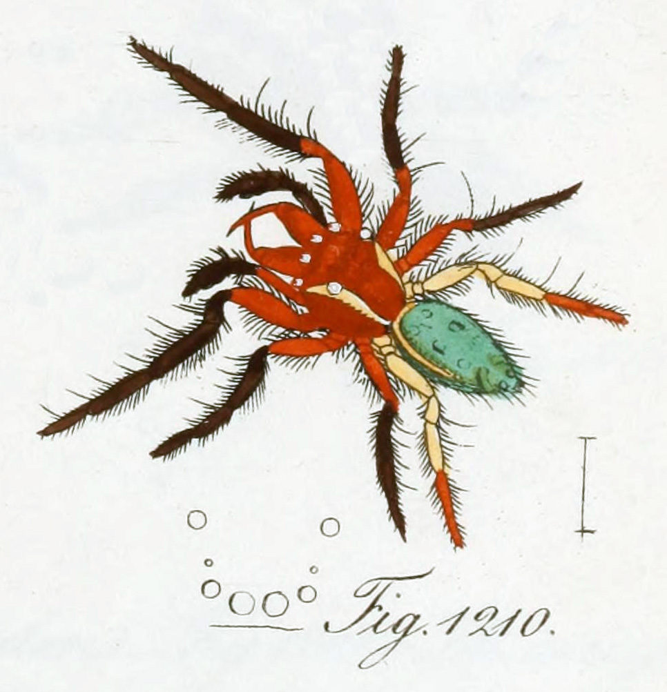Paraphidippus nitens