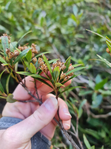 Tristania neriifolia observed 2025-07-27